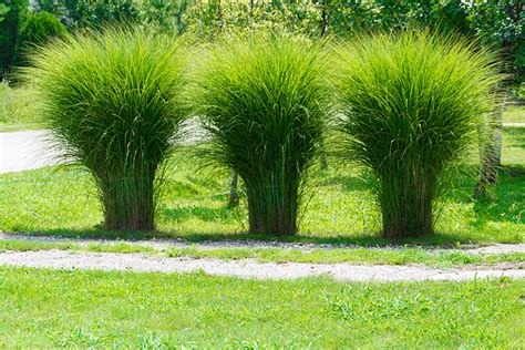 With a chartreuse green color, it brightens such spaces easily through the summer and self-sows lightly if sited well. . Ornamental grasses for shade colorado